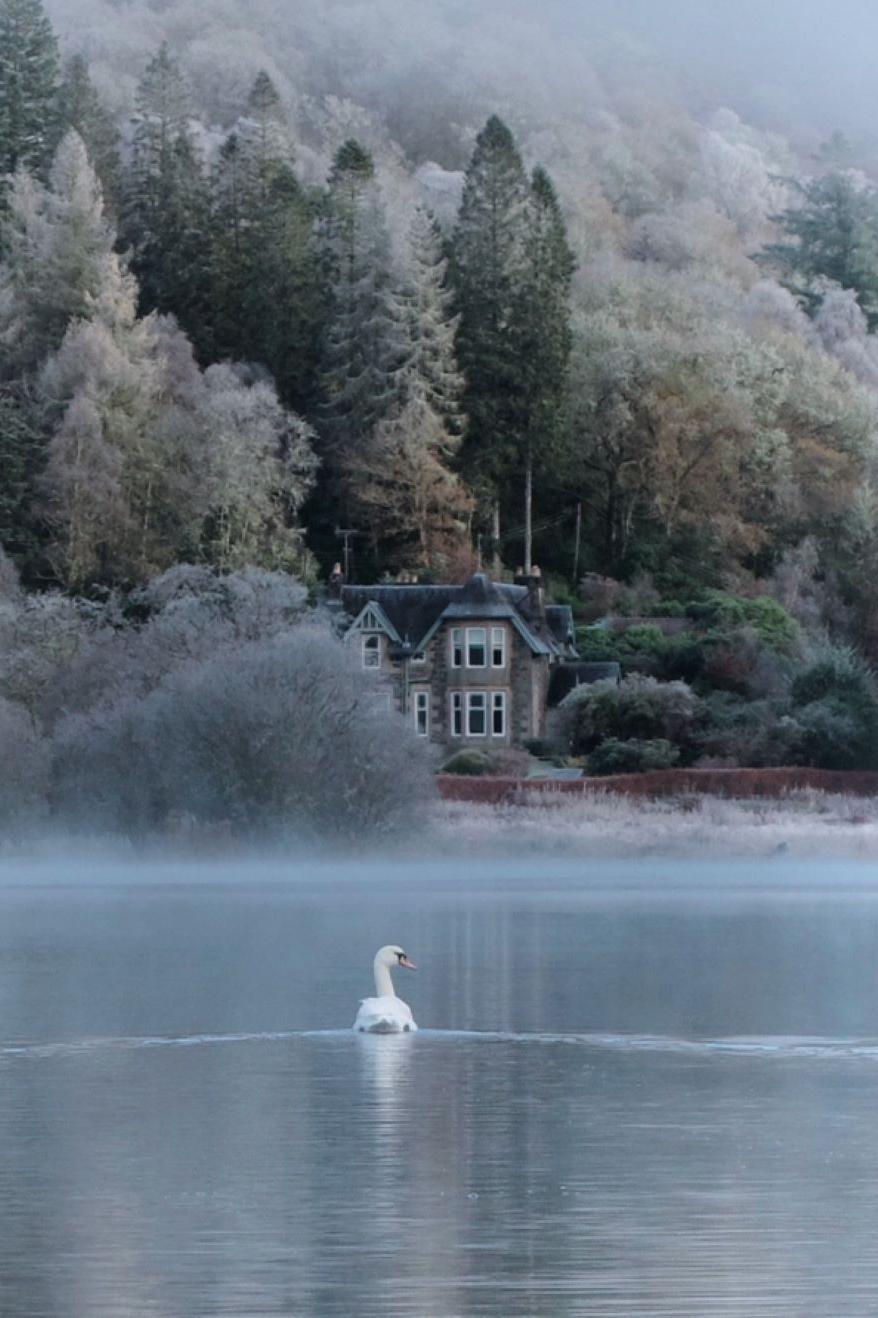 A swan in a loch with a frosty scene of a hillside and house in the background.