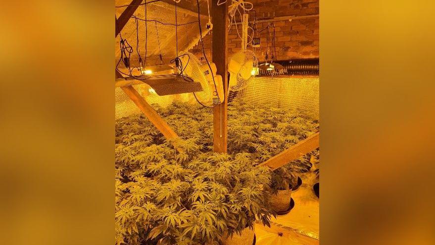 Cannabis plants in an attic