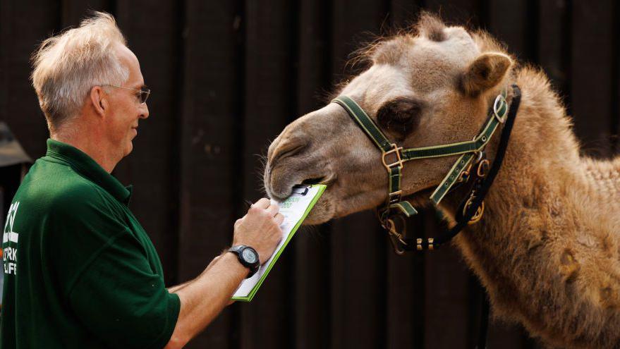 A camel bites the clipboard of held by a zookeeper