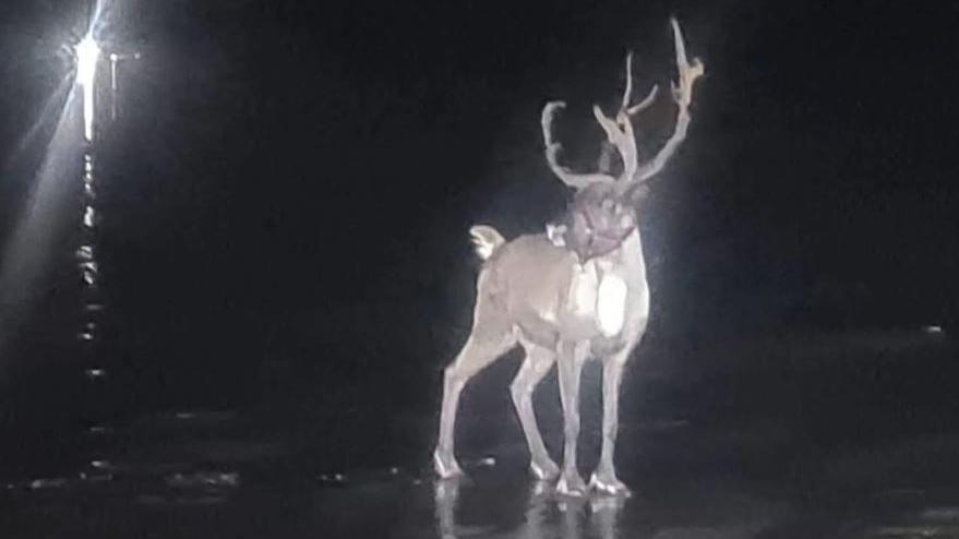 Photo of a reindeer standing on a beach at night. 