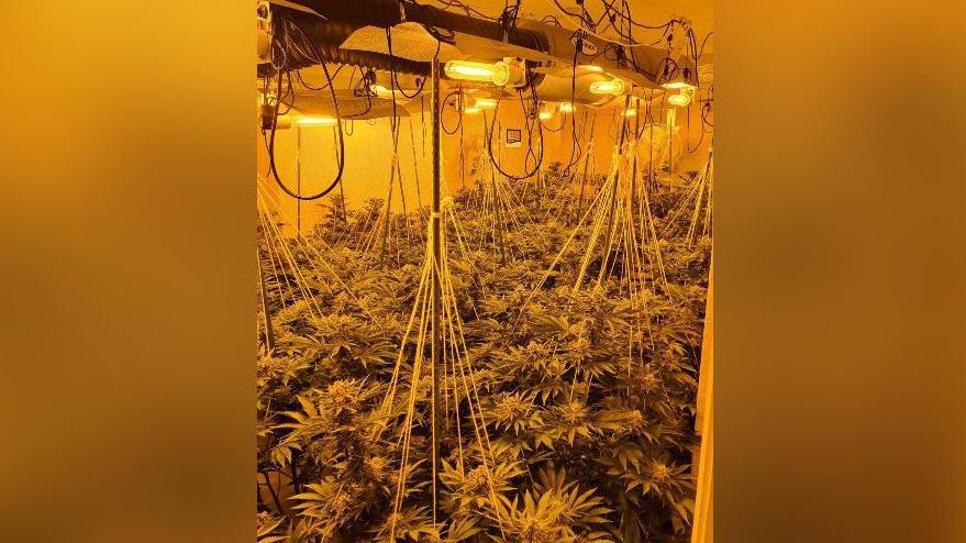 Cannabis plants in an attic