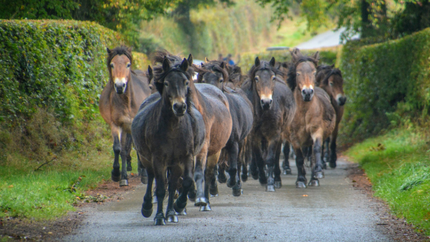 A herd of ponies run down a narrow country lane toward the camera