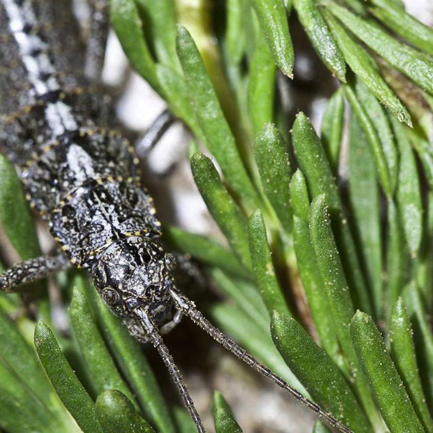 A black stick insect in among long green leaves