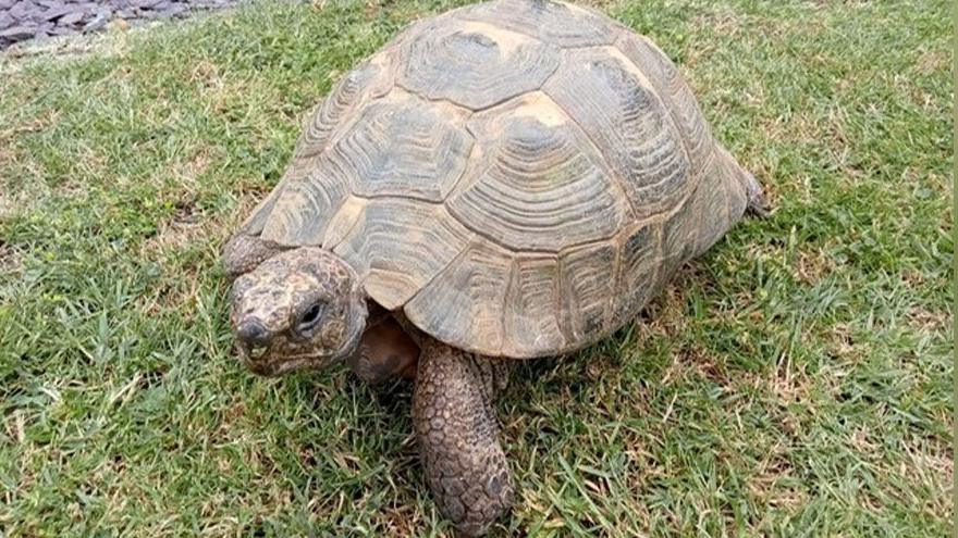 Speedy the tortoise sits on the grass in a garden. She has a brown and beige shell and a scaly head and legs.