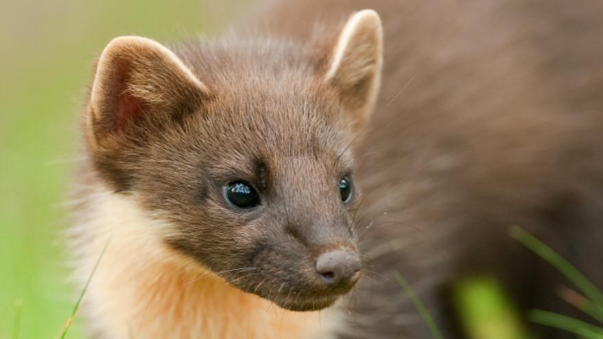 The animal was spotted in the Mendips by conservationists at the Patch Wilder project. 