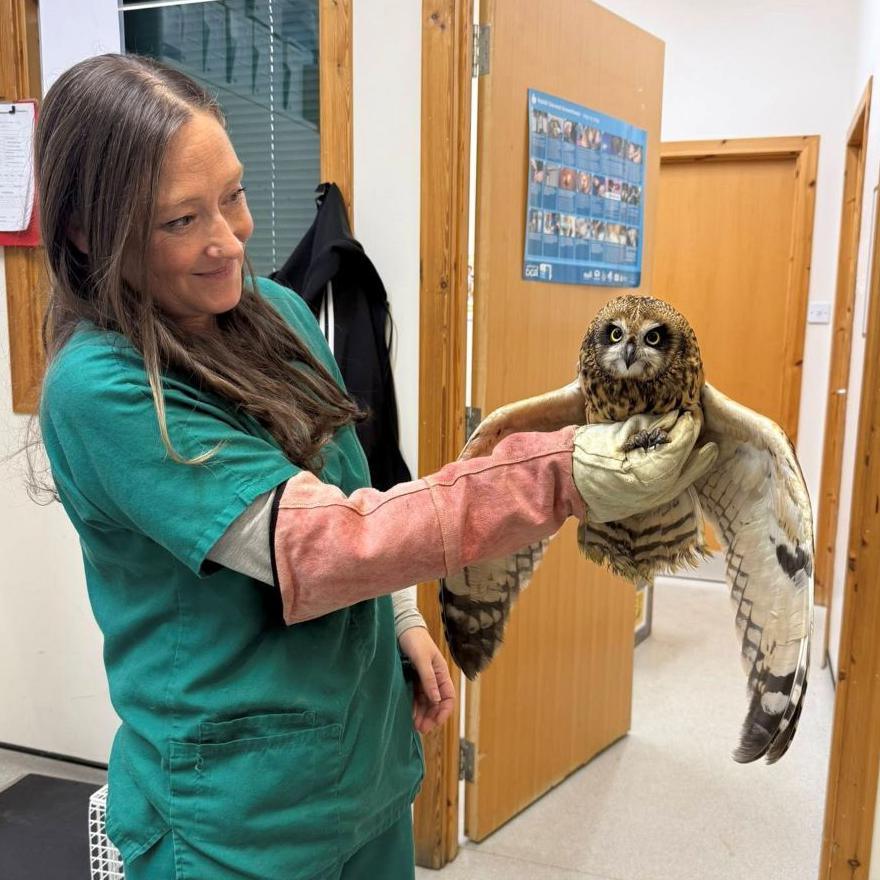Female vet holding an owl with its wings out