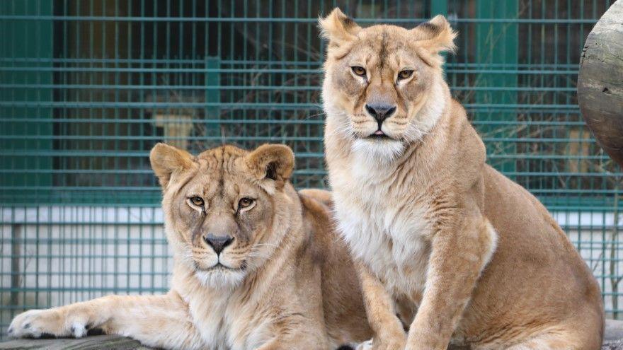 Luna and Plusza, the lionesses, sitting on a rock in their enclosure. The lion on the left is lying down and the one on the right is sitting upright. Both lionesses are looking into the camera. 