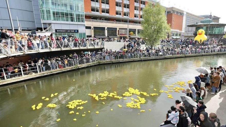 The rubber ducks have been released into the canal and are floating on the water as crowds of people watch from the side. The large rubber duck can be seen in the background.