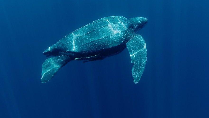 Leatherback-turtle