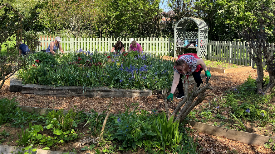 A woman bends down in a garden area. In the background are other people working in a flower bed.