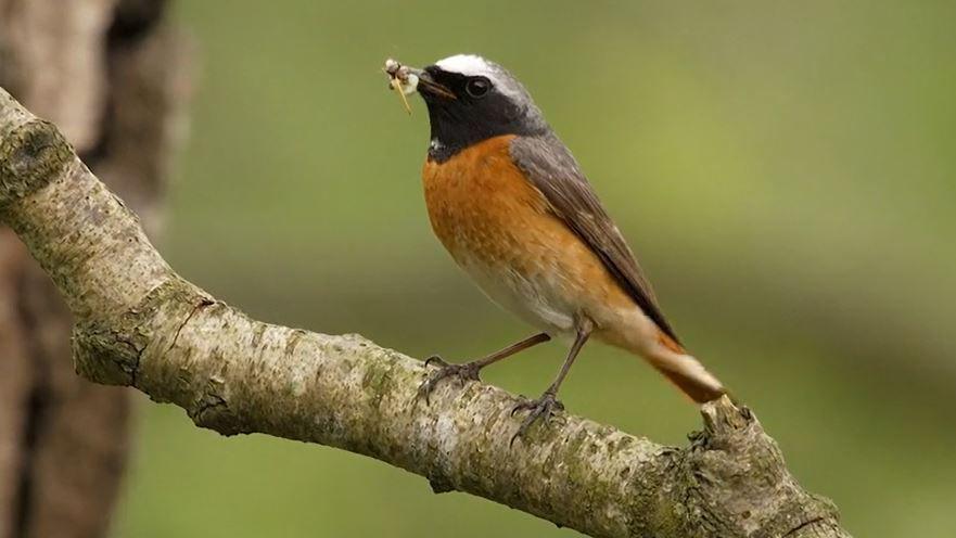A redstart bird on a branch. It has a orange chest with a black and white head.