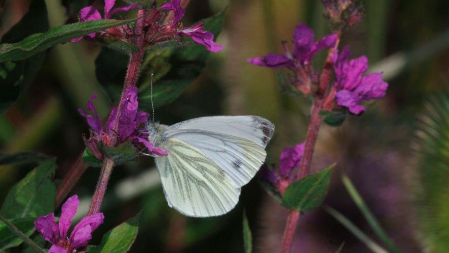 A Wood White Butterfly photographed In Staffordshire England. The butterfly has white fluffy wings and stands on pink flowers. 