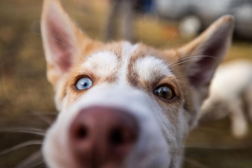 Dog at Aviemore Sled Dog Rally