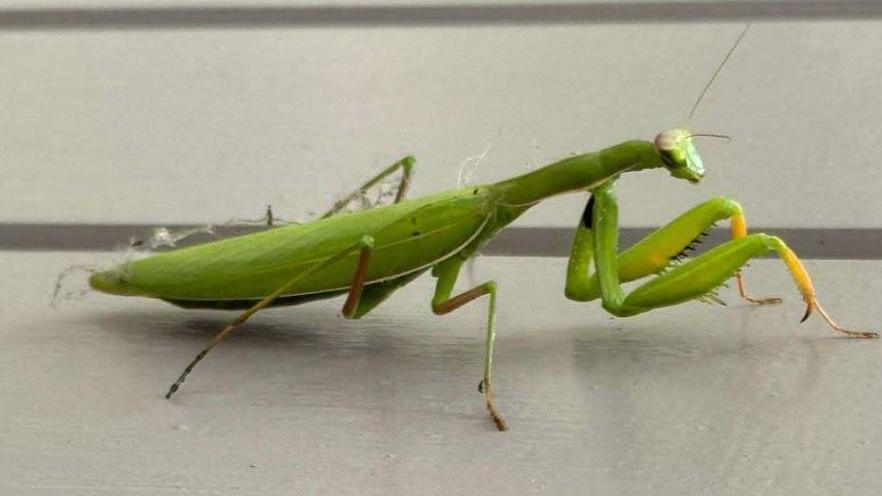A European praying mantis  sits on a white wooden bench table. The insect is a light green colour with yellow tips to the end of its front legs.