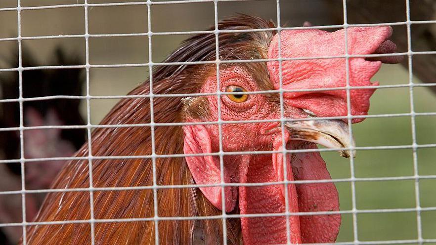 A chicken sits in a pen behind a wired fence. It has red and brown feathers and a redhead. It is looking away from the camera.