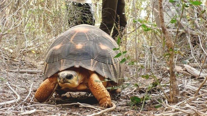 radiated tortoises