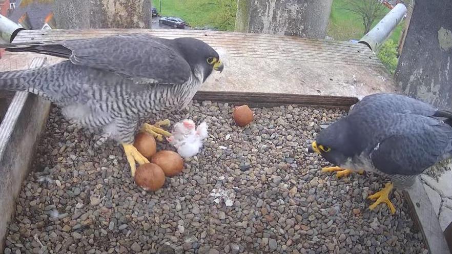 Peregrine falcons