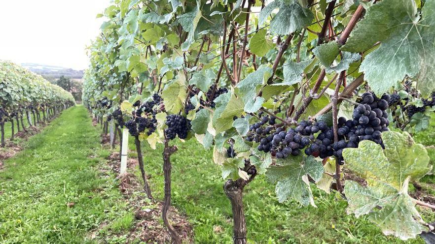 Grapes grown on the vineyard