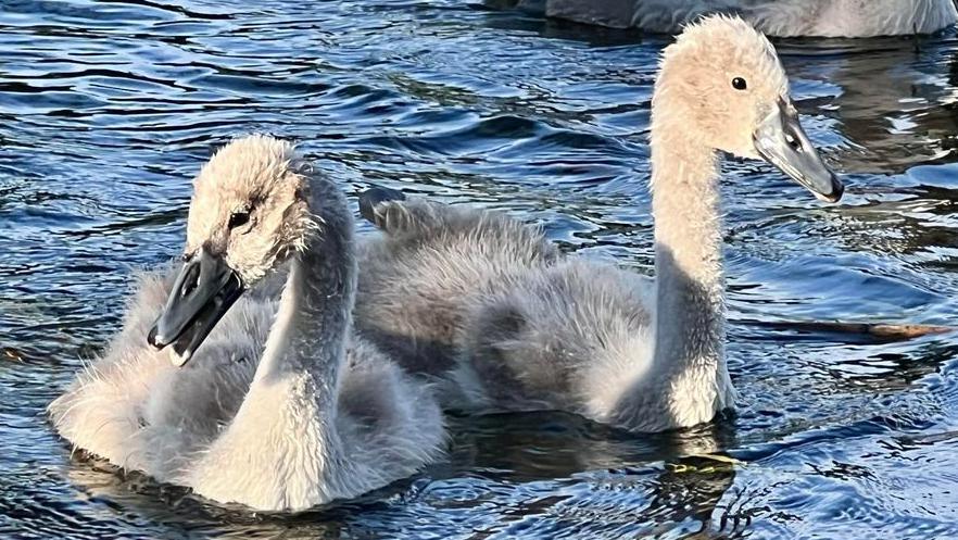 Two young swans.