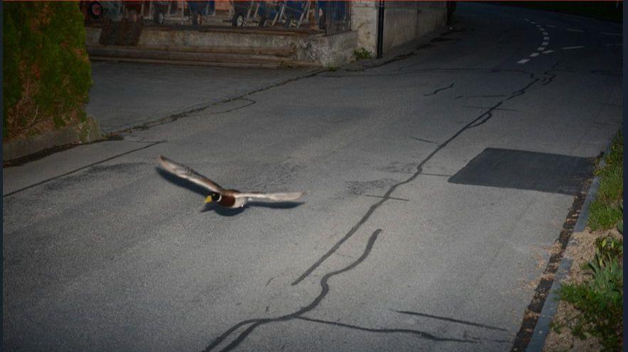 A brown and white duck flying along a street caught on a speed camera in the city of Koeniz, Switzerland on 13 April 2025.