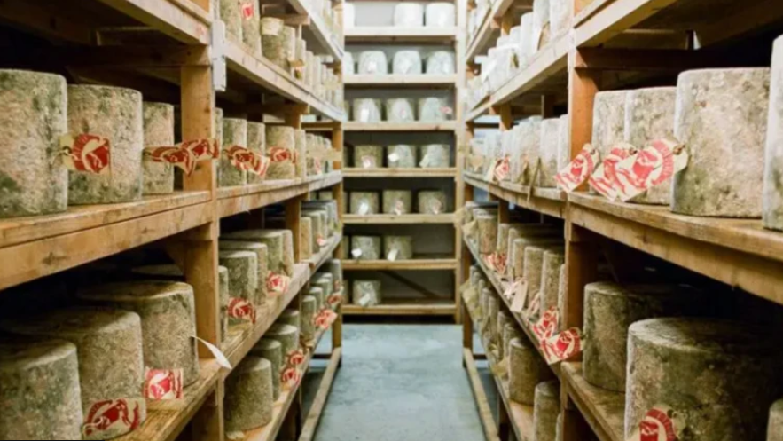 Floor to ceiling shelving in a large warehouse full of truckles of cheese each with a label.