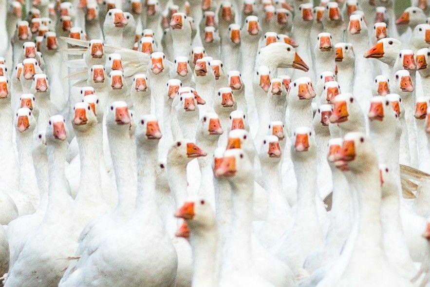 Geese crowded together heading towards the camera