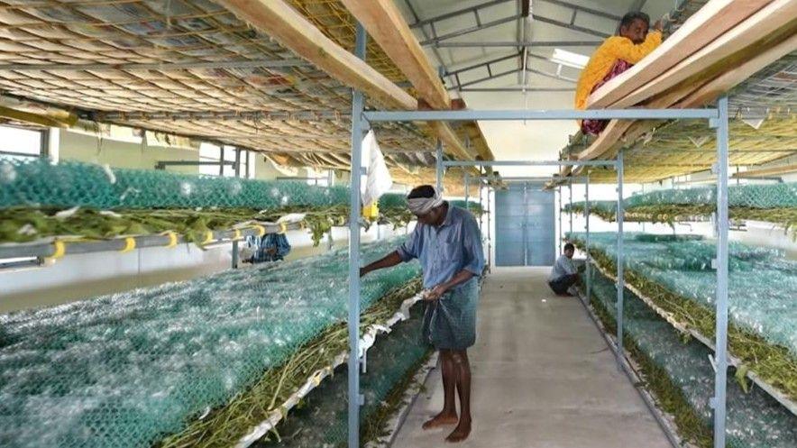 A warehouse with four levels of shelves that hold mulberry leaves and silkworm cocoons. A barefoot member of staff works at one of the shelves.