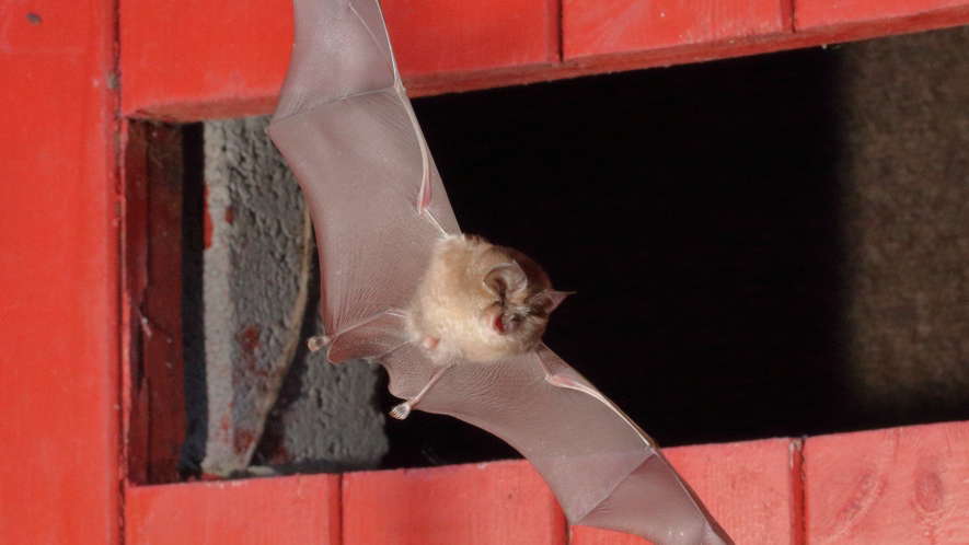 A lesser horseshoe bat in flight