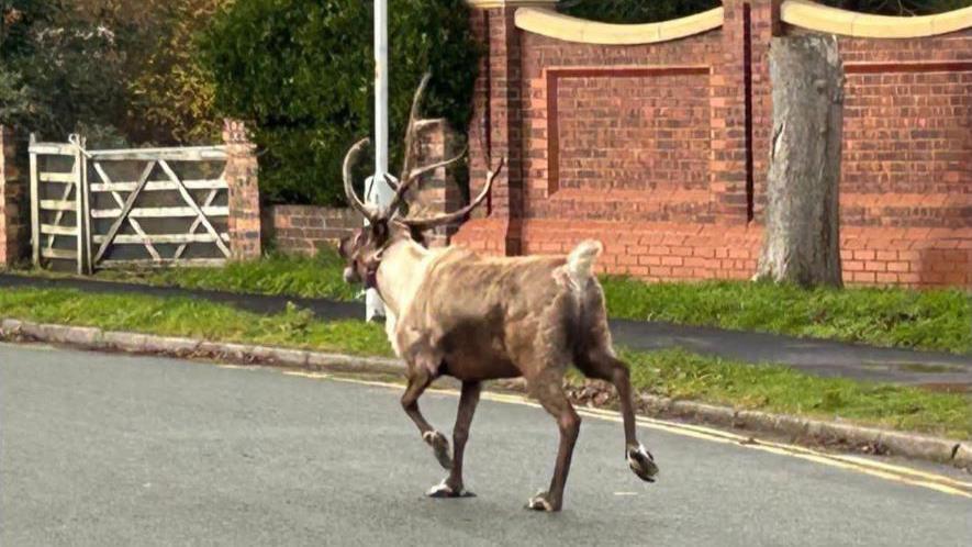 Photo of a reindeer running down a street. 