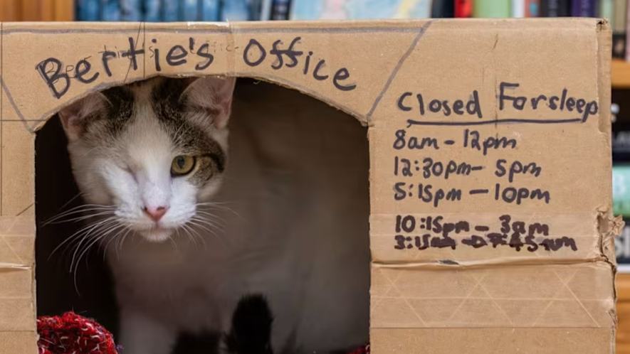 Bertie, looking out of his cardboard box office. The box has "Bertie's Office" written on it, with times when it is closed for his naps