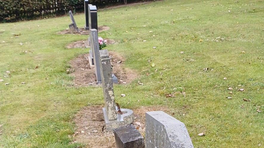 A row of gravestones in Low Westwood Cemetery have rings of dead grass surrounding them after herbicide has been used. The earth is cracked and dry around the headstones.