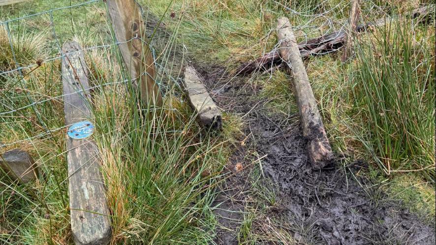 A grassy area with a wire fence that has been cut. There are also two wooden fence posts on the floor next to a muddy trail.