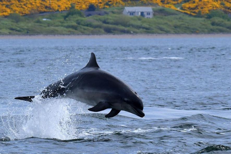 Dolphin leaping from the Moray Firth