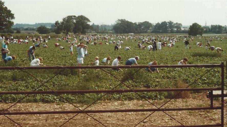 Avon Valley Country Park from the mid 1980s. People dressed in light clothes are on a field picking strawberries. There is a farm gate in the foreground and trees in the background. It is a sunny day.