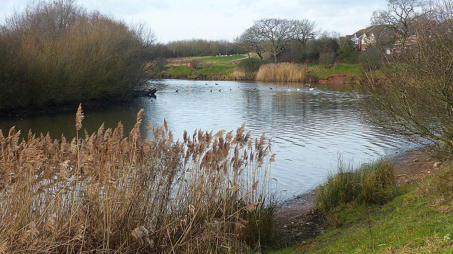 A lake with bords swimming in the distance. Surrounding it are grassy verges and trees