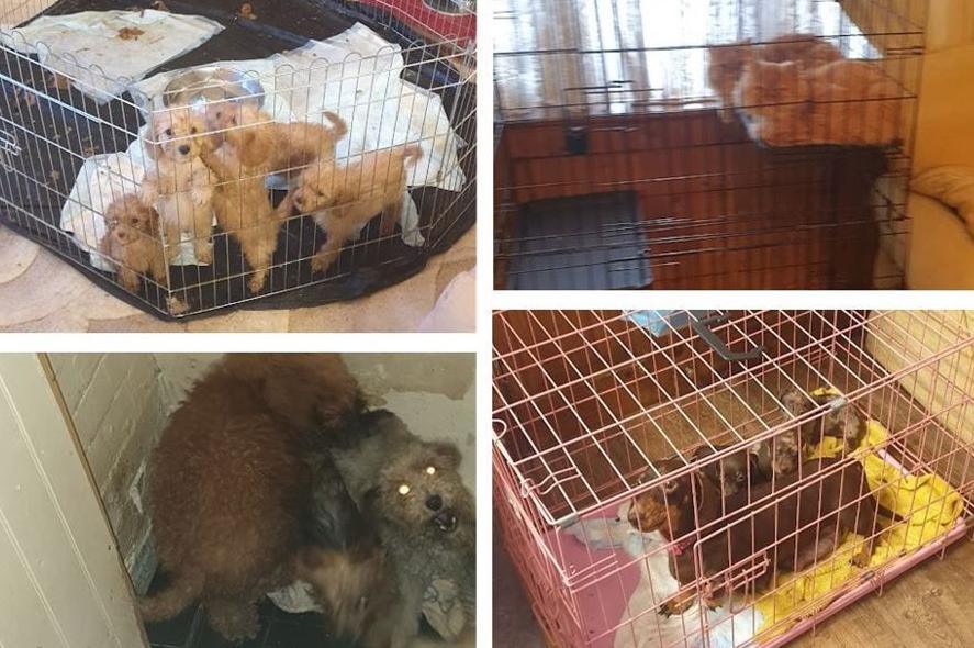 A collage of animals found at the home, including a litter of white fluffy puppies in a cage, two ginger cats together in another cage, some dogs in a cupboard, and a dachshund with her puppies in another cage.