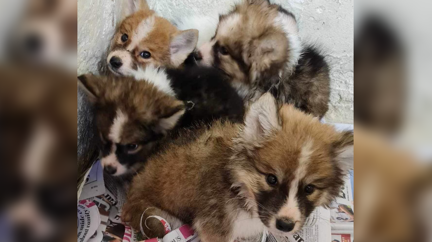 Four small puppies sit closely together on a pile of newspapers. Two of the puppies are looking up at the camera