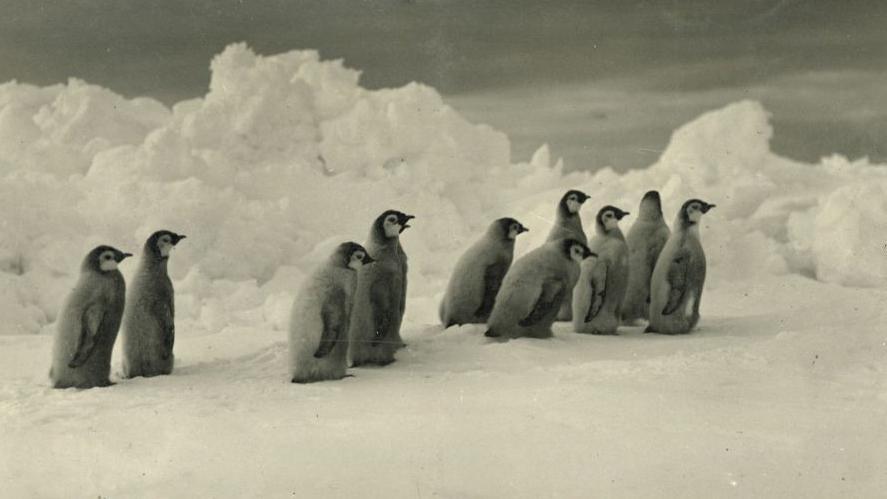 baby penguins, old picture