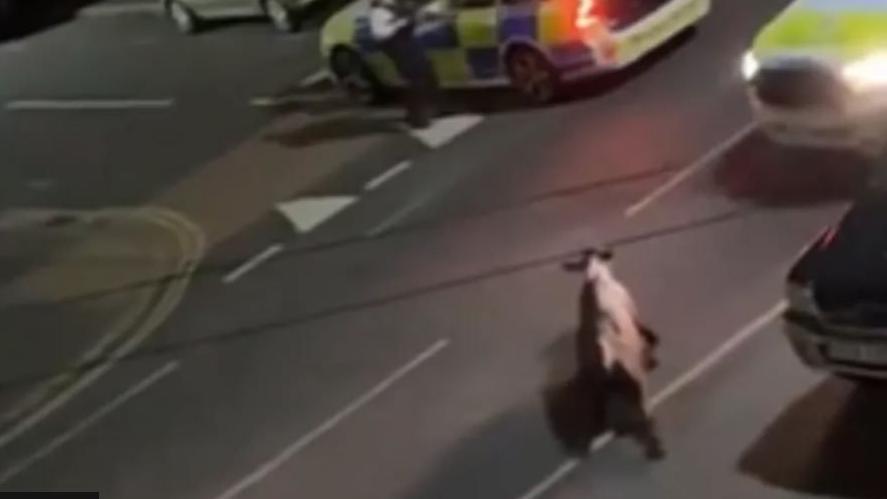 Escaped cow in road