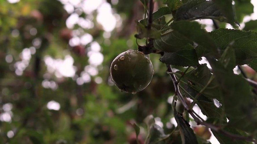 An apple growing on a tree