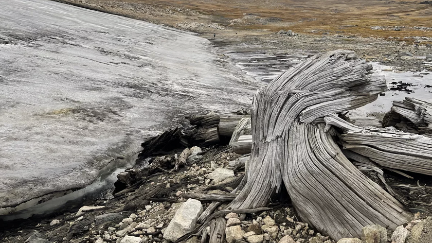 A whitebark pine subfossil revealed beneath a melting ice patch in the Yellowstone region indicates that a mature forest grew above current tree line about 6,000 years ago