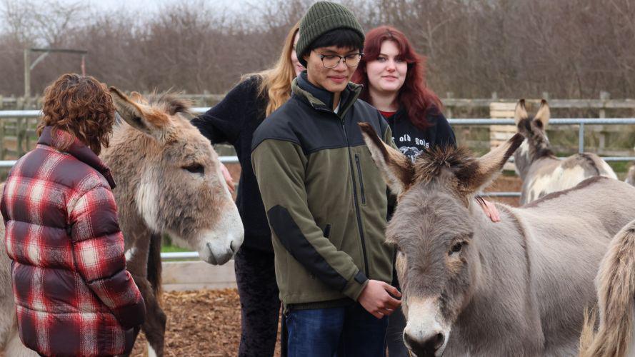 Four students stand with two donkeys, which are grey and brown in colour. The students are seen wearing warm, winter clothing. The animals and students are stood in a wooden pen. 