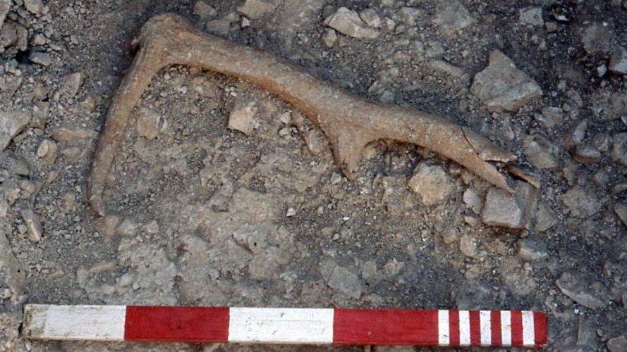 A red deer antler - one of the finds during the new research. A red and white stick is used as measurement tool.