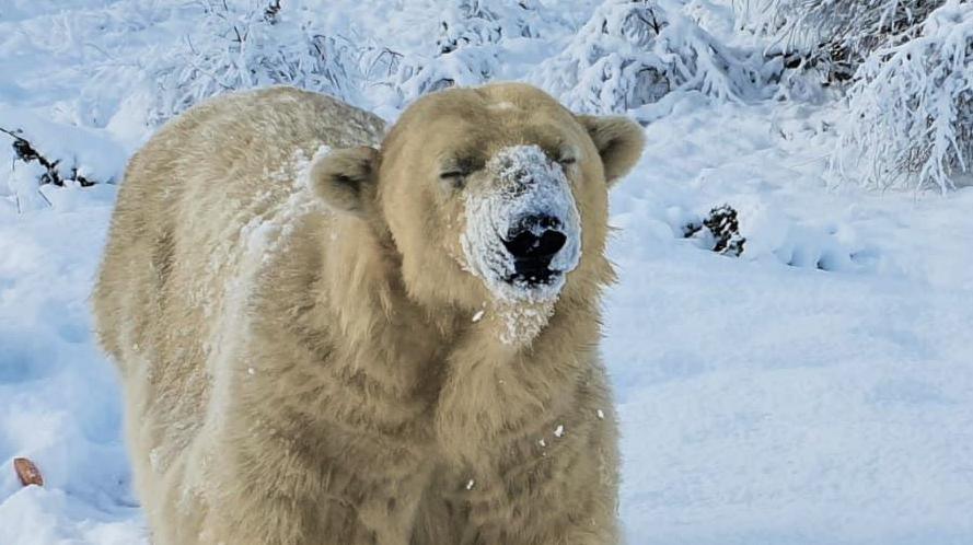 Victoria has snow on her nose. Her eyes are closed and she is standing in deep snow.