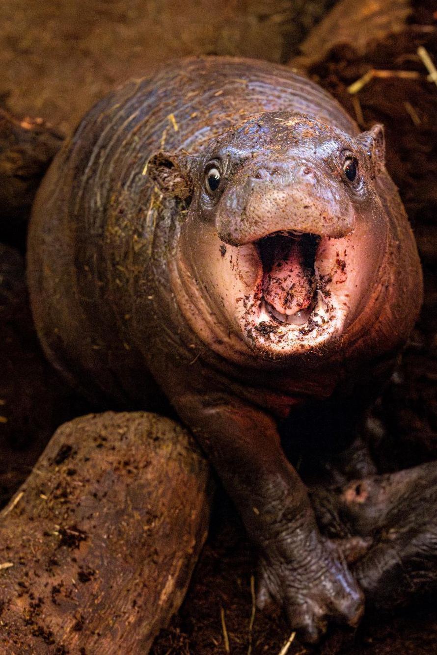 Grey baby pygmy hippo, with mouth open and wide-eyed, looking at camera.