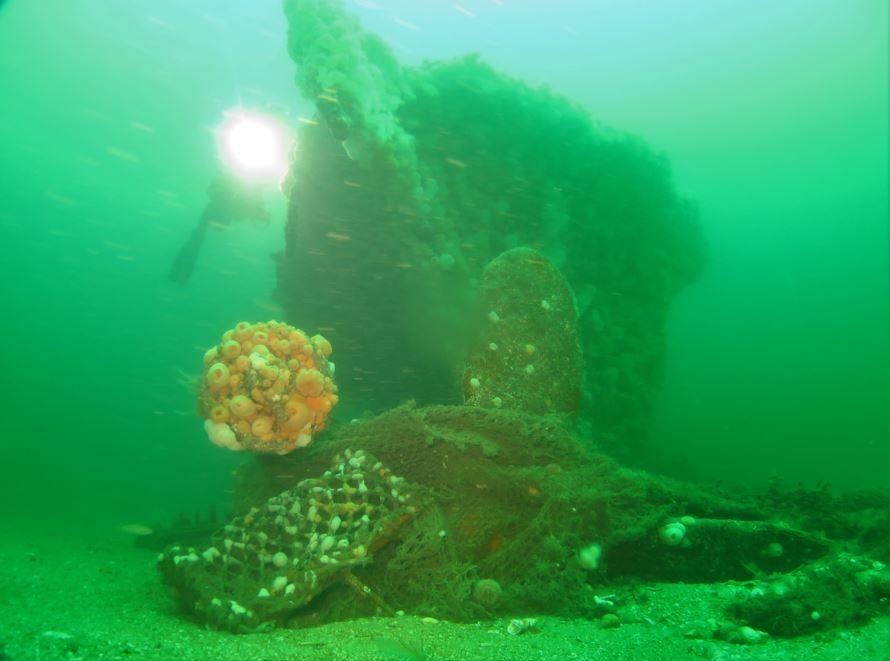 The bow of the Ballina with barnacles growing on it. A diver can be seen in the water next to it. 