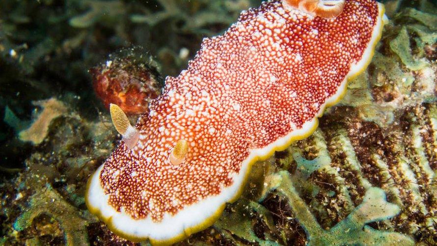 Chromodoris reticulata (Jim Anderson)