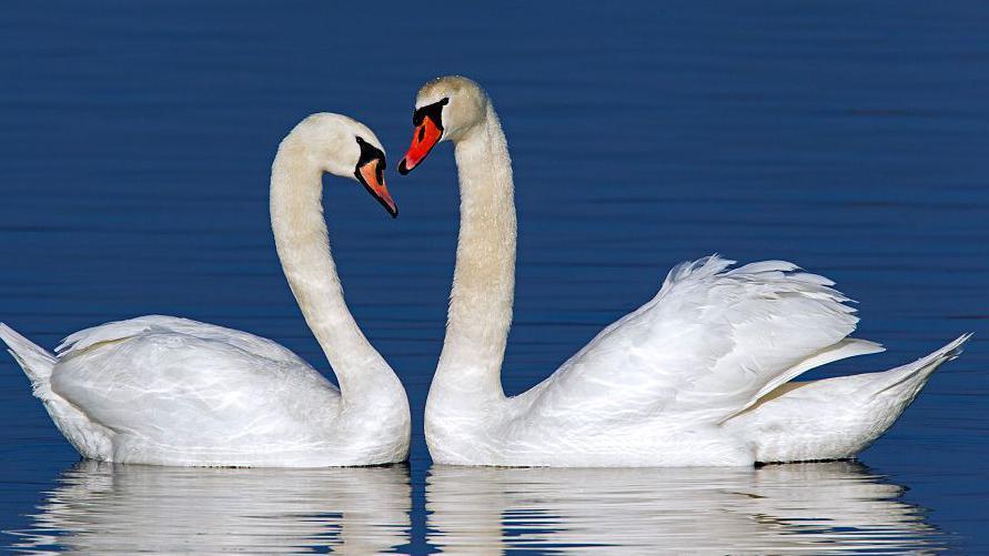 Two swans with white feathers and bright orange-red beaks float on a blue pond. They swim close to each other, their beaks almost touching