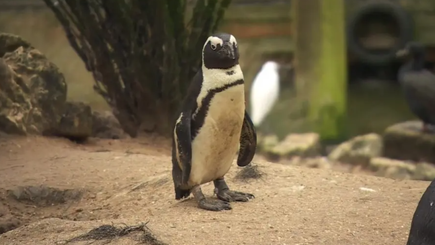 A black and white penguin staring at the camera. It is on a rock. 