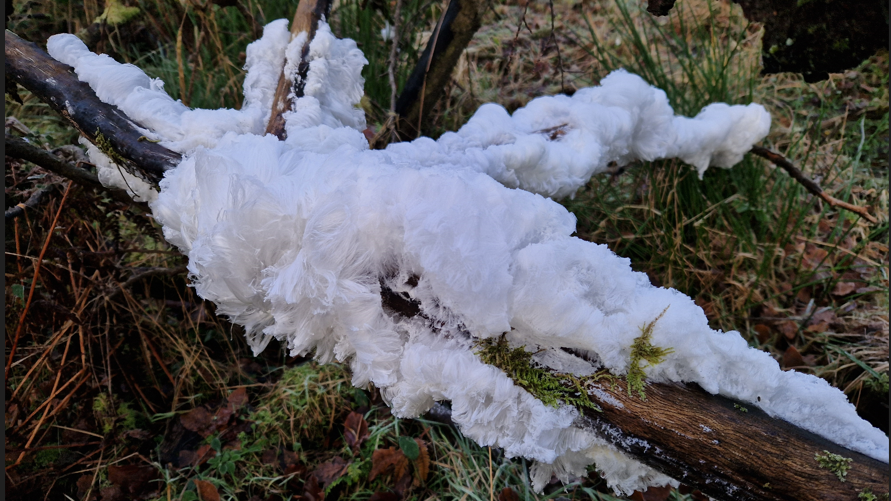 A large clump of hair ice on the ground attached to a stick.